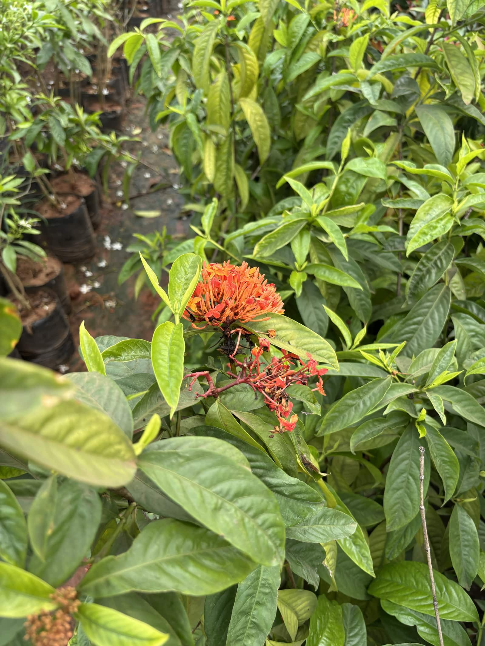Ixora — Outdoor Plants at Rohini Nursery
