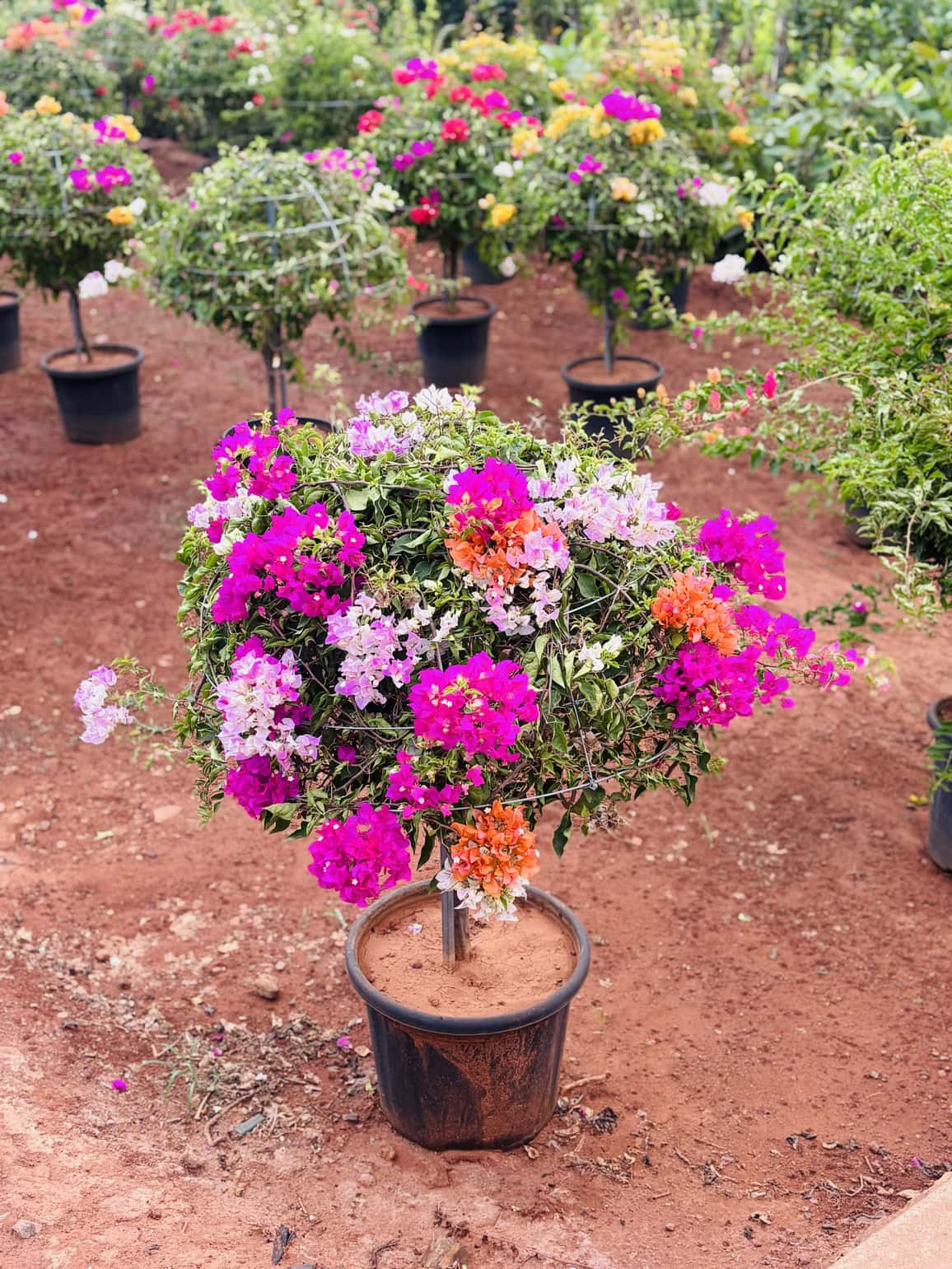 Bougainvillea Topiary (Mixed) — Flowering Plants at Rohini Nursery
