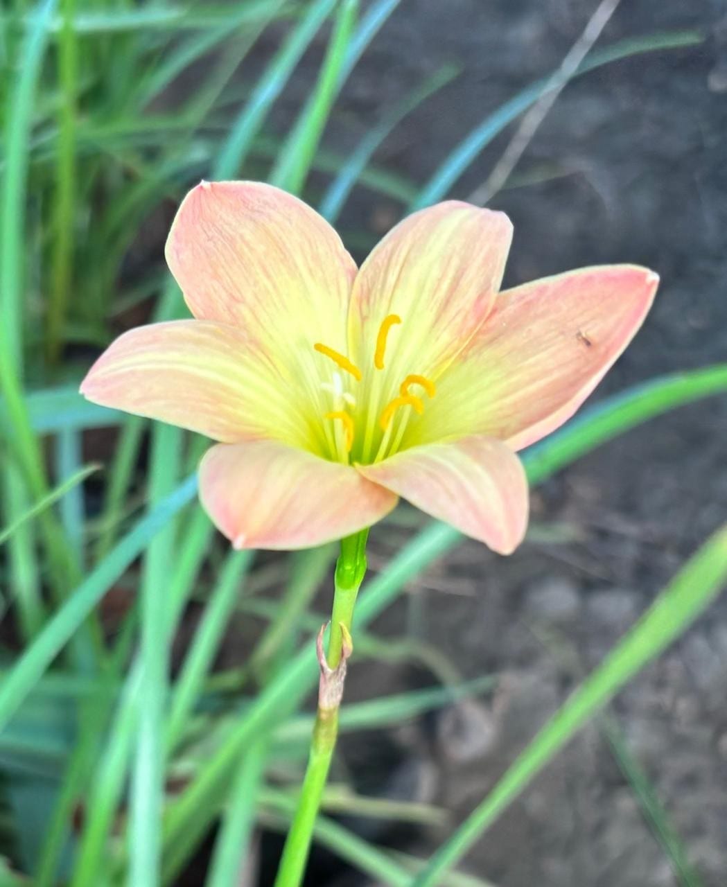 Rain Lily — Flowering Plants at Rohini Nursery
