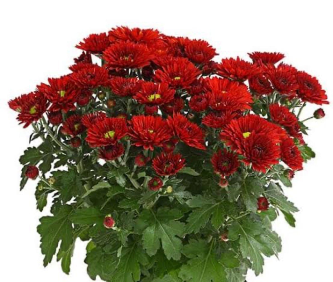 Petunia — Seasonal Plants at Rohini Nursery