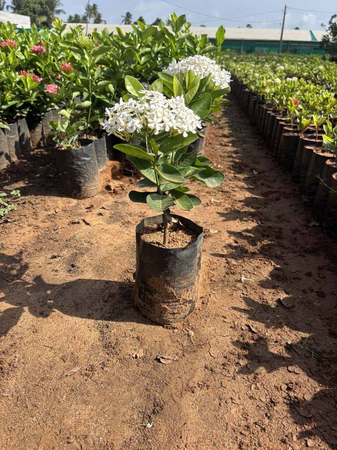 Flowering available at Rohini Nursery