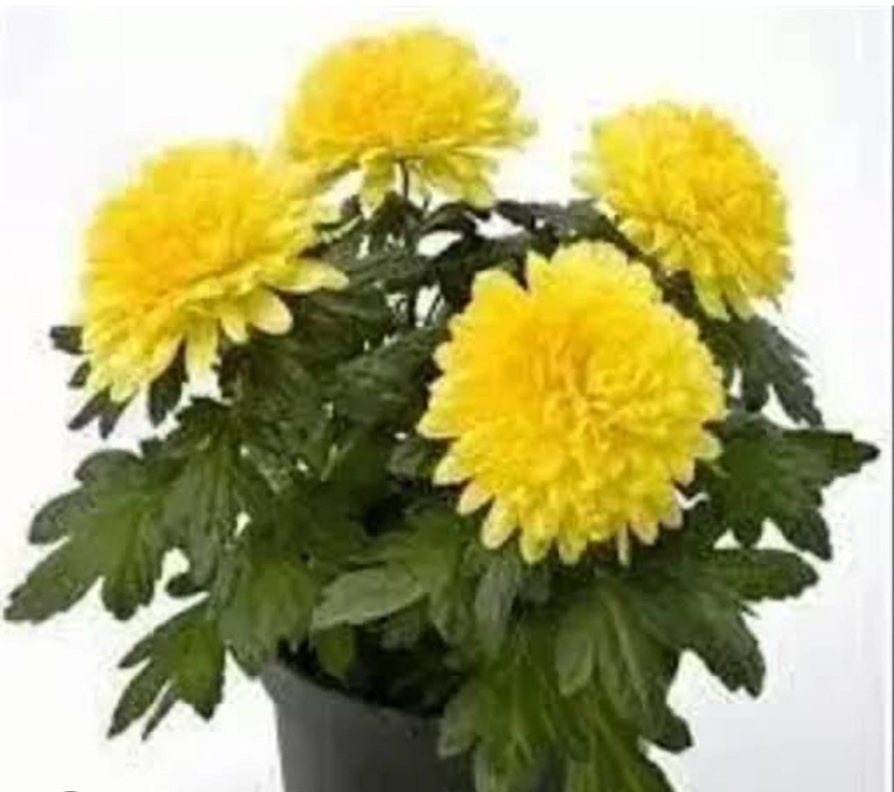 Marigold — Seasonal Plants at Rohini Nursery