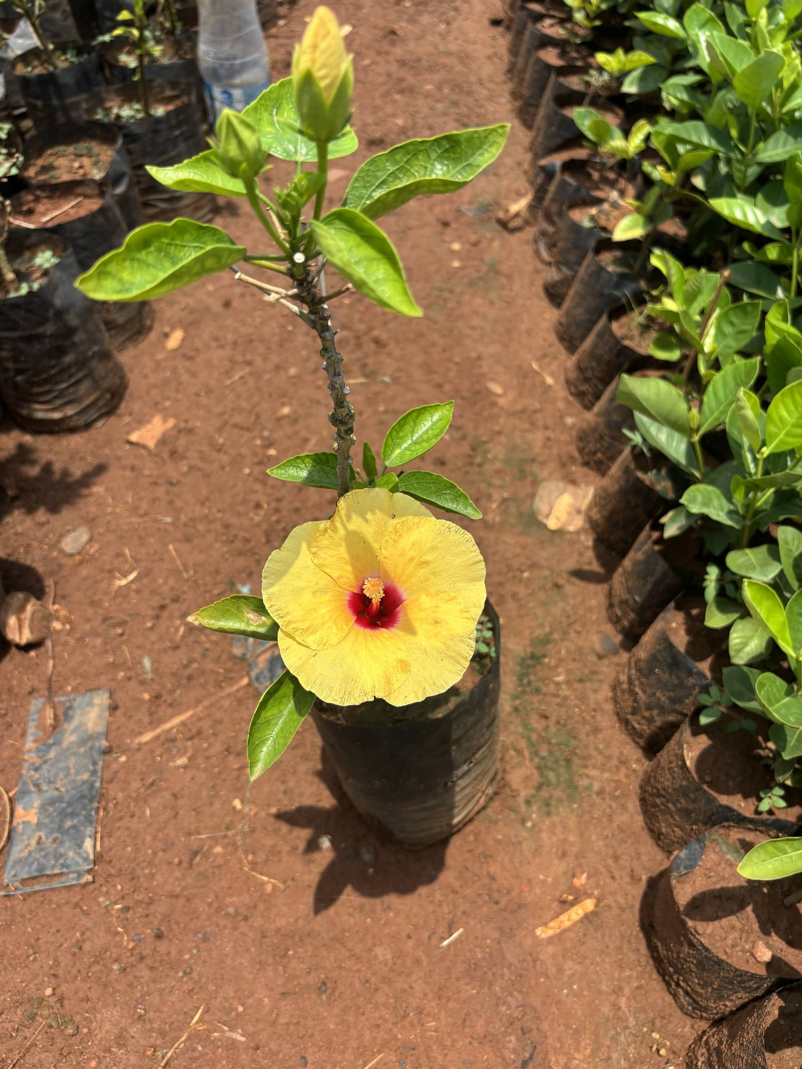 Hibiscus — Flowering Plants at Rohini Nursery