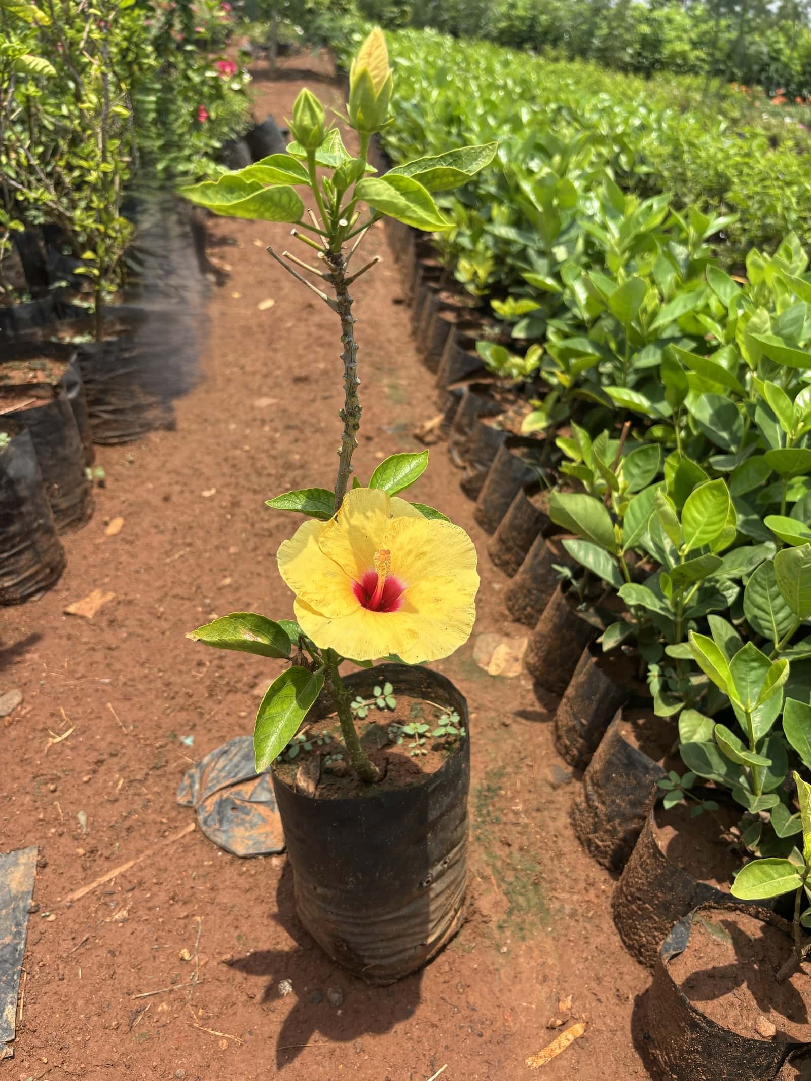 Yellow hibiscus flower with a deep red centre along the nursery path
