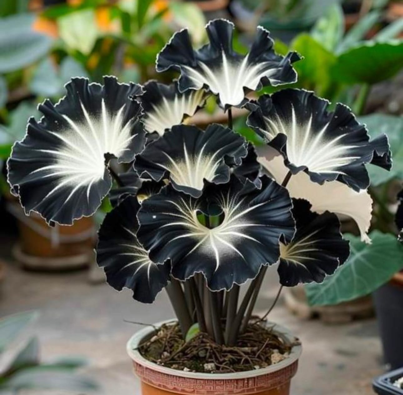 Monstera Deliciosa — Indoor Plants at Rohini Nursery