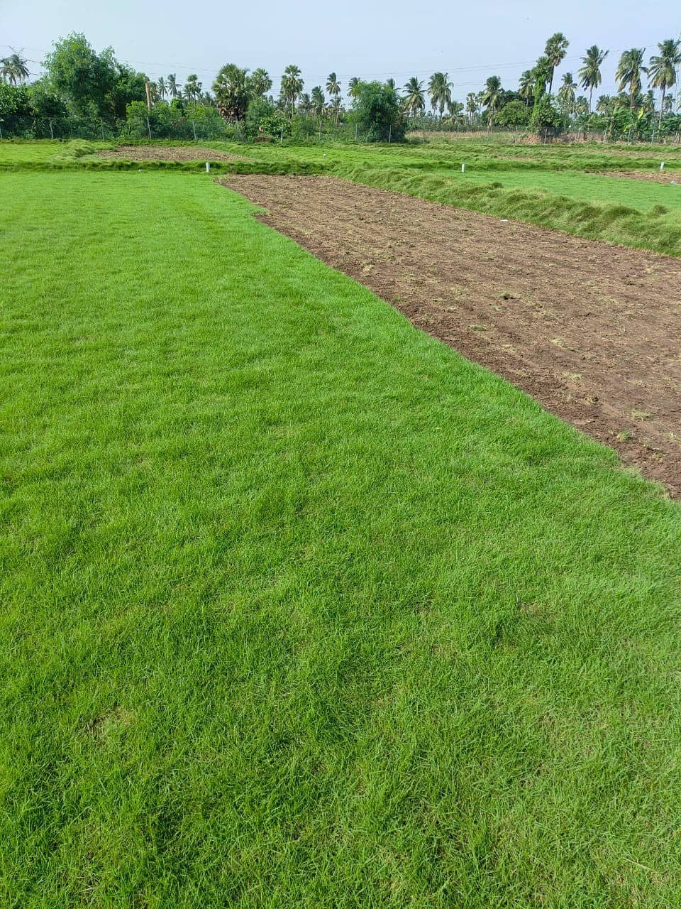 Lawn Grass Field — Garden Plants at Rohini Nursery