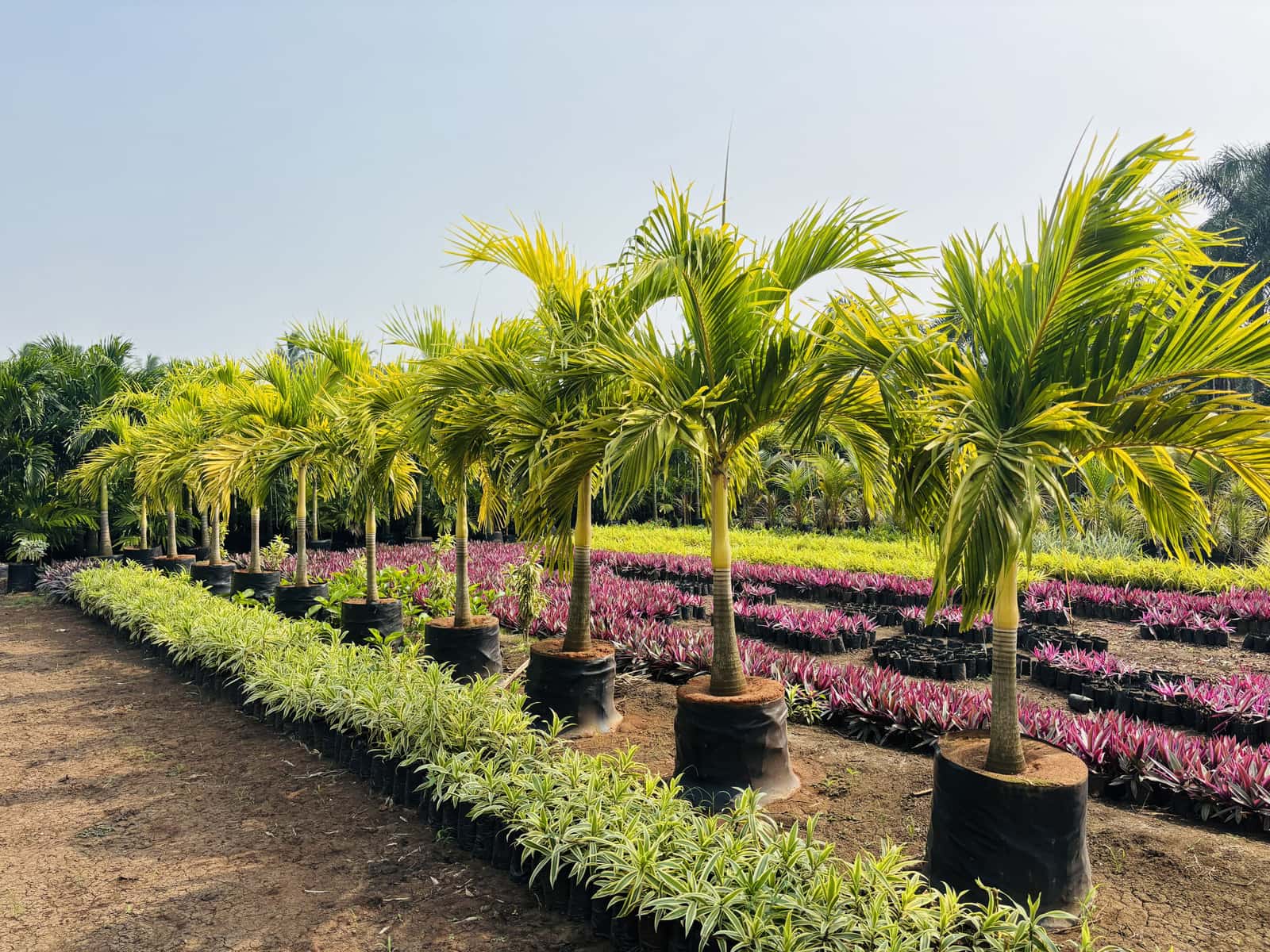 Rows of foxtail palms and colourful border plants at Rohini Nursery