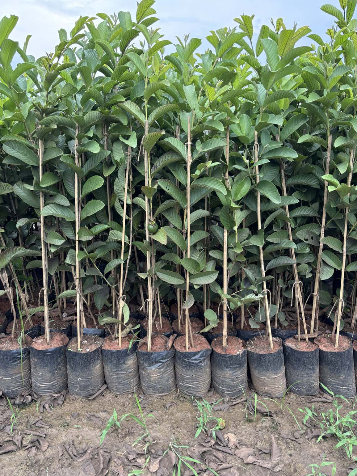 Lawngrass available at Rohini Nursery
