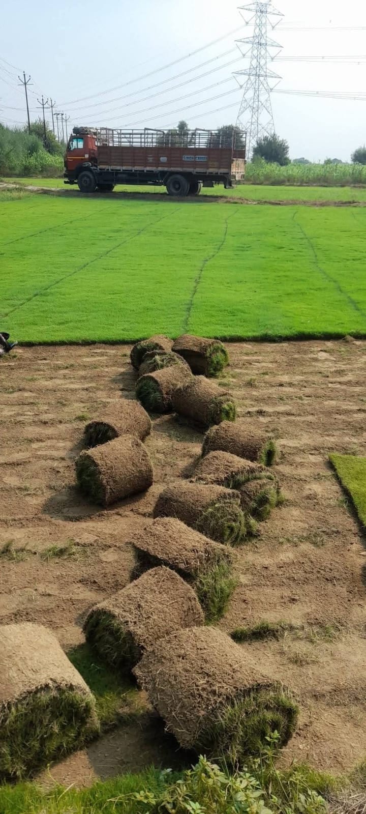 Lawn Grass Rolls — Garden Plants at Rohini Nursery