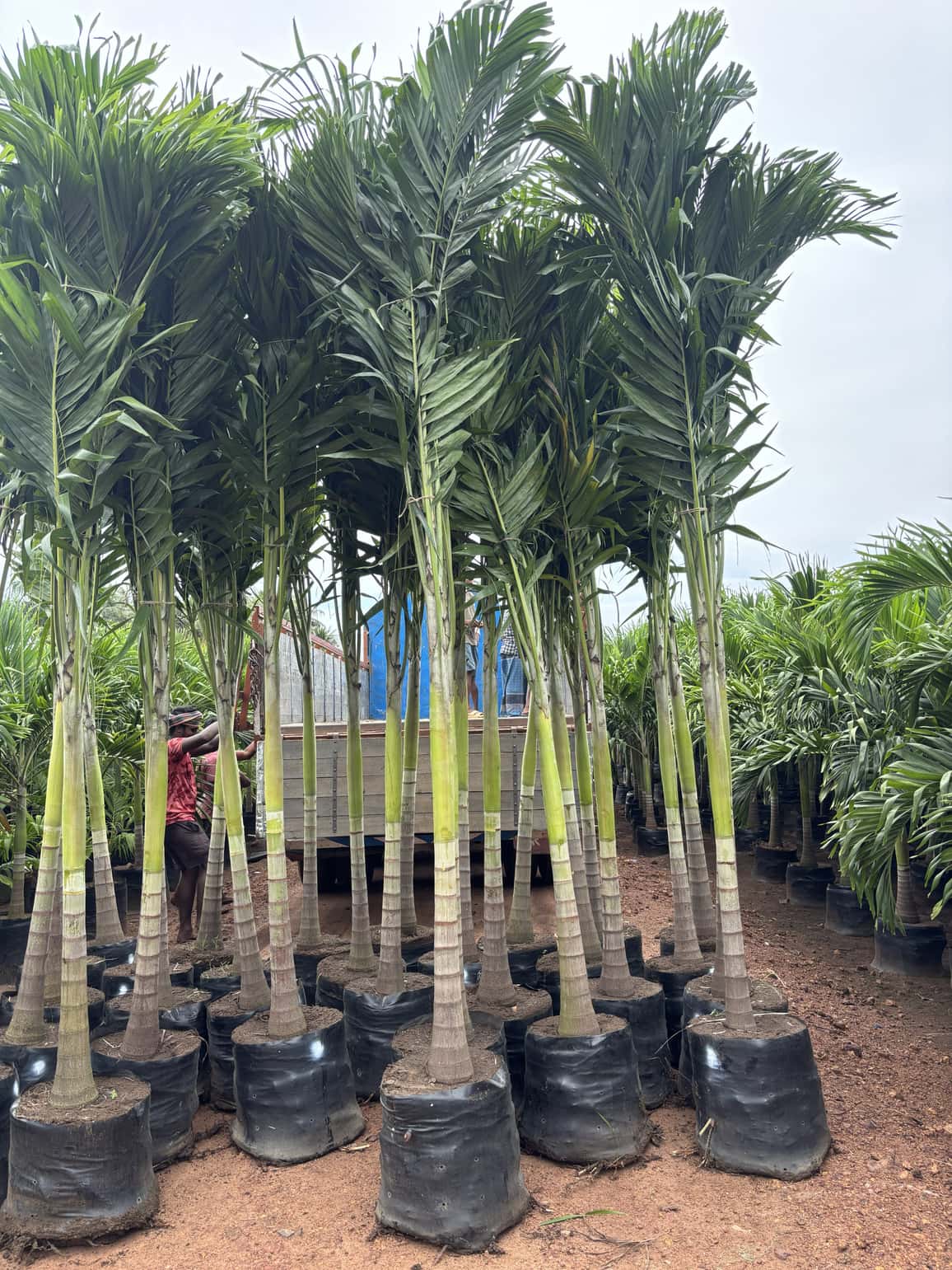 Nursery staff loading palm trees onto a delivery truck