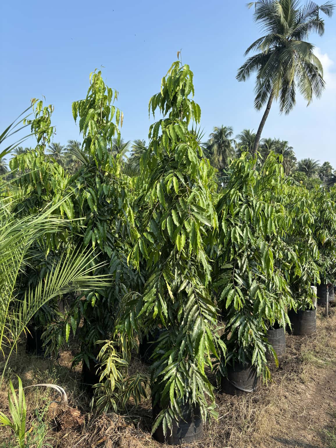 Croton — Ornamental Plants at Rohini Nursery