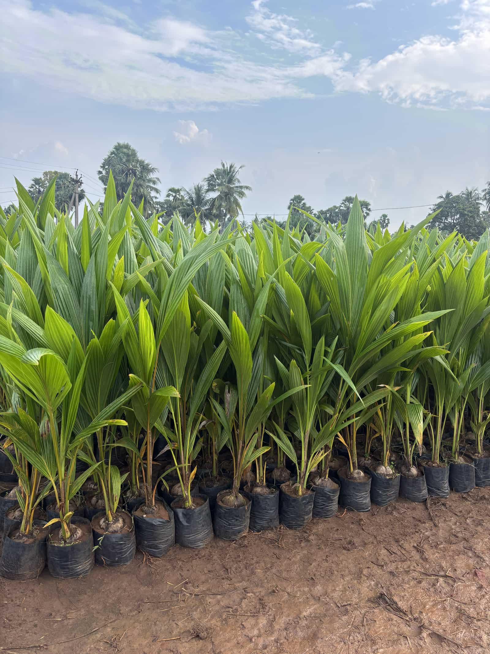 Lemon Plant — Fruit Plants at Rohini Nursery