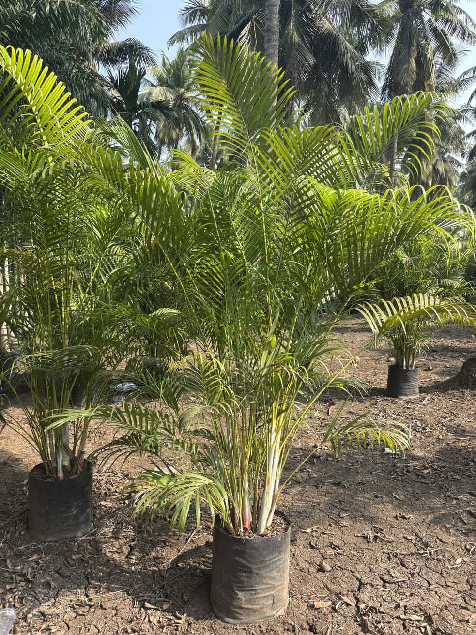 Areca Palm — Shade Plants at Rohini Nursery