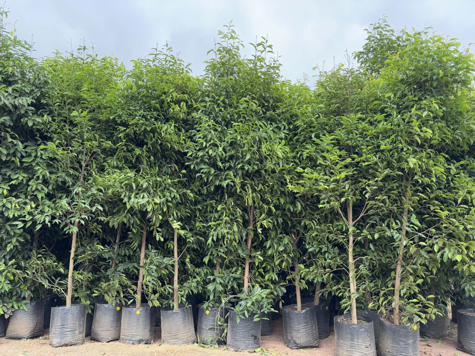 Dense rows of healthy nursery stock growing at Rohini Nursery