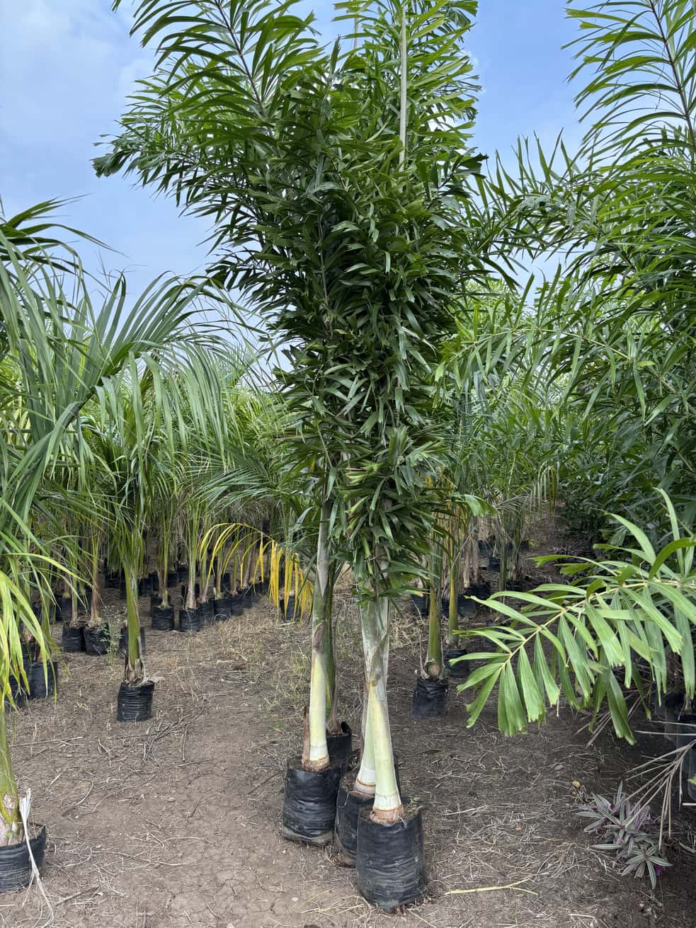Foxtail palm with dense feathery fronds