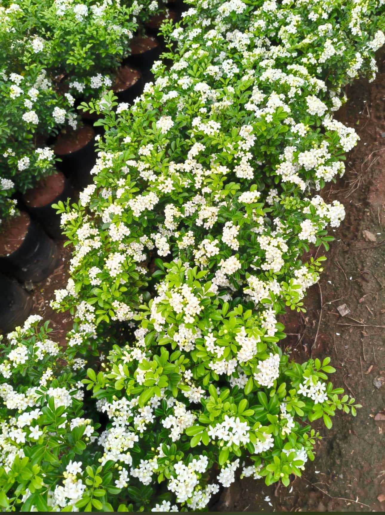 Duranta Hedge Plant — Garden Plants at Rohini Nursery